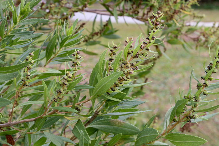 image of Iva frutescens var. frutescens, Southern Maritime Marsh-elder, Southern Bigleaf Marsh-elder