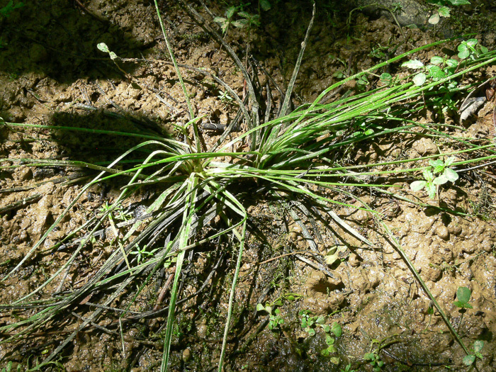 image of Isoetes melanopoda ssp. silvatica, Eastern Blackfoot Quillwort