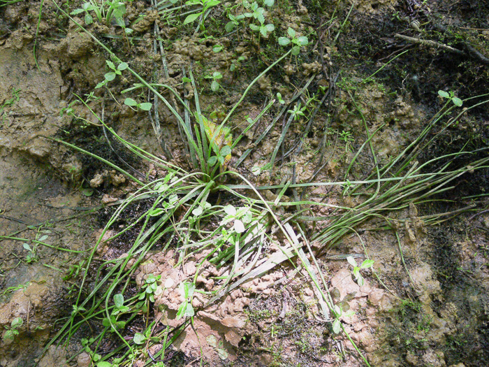 image of Isoetes melanopoda ssp. silvatica, Eastern Blackfoot Quillwort