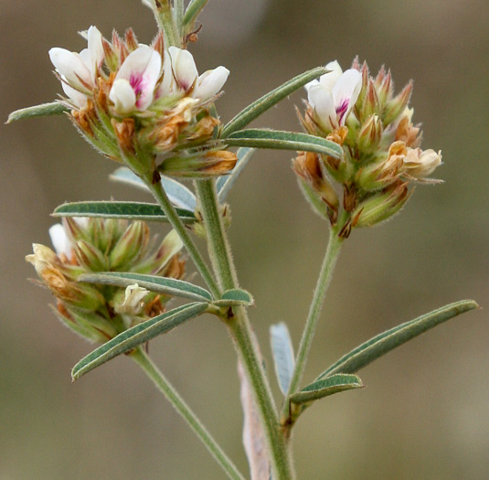 image of Lespedeza angustifolia, Narrow-leaved Lespedeza, Narrowleaf Bush-clover