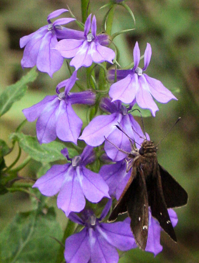 Lobelia elongata, Purple Lobelia, Streamside Lobelia, Longleaf Lobelia