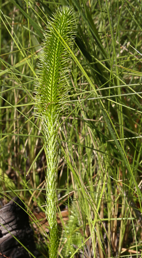 image of Lycopodiella prostrata, Featherstem Clubmoss, Prostrate Bog-clubmoss