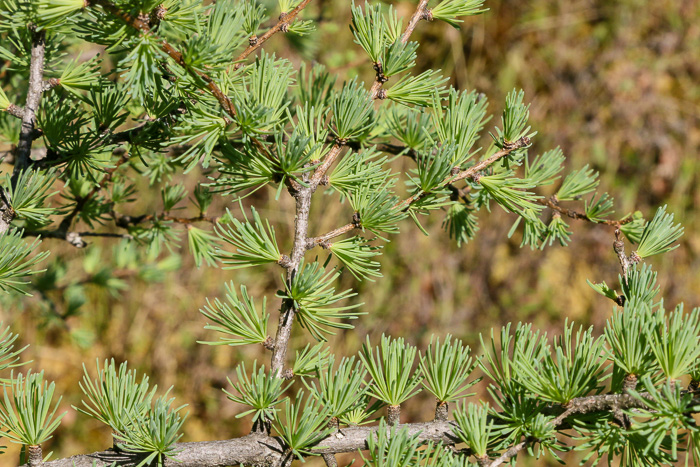 image of Larix laricina, Eastern Tamarack, Eastern Larch