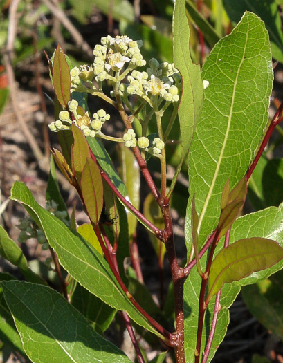 Geobalanus oblongifolius, Gopher-apple, Ground-oak