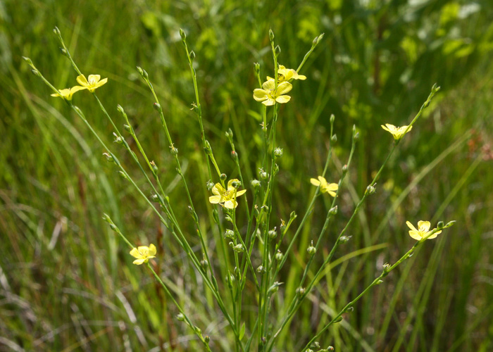 image of Linum curtissii, Texas Yellow Flax, Stiff Yellow Flax, Spreading Flax, Texas Flax