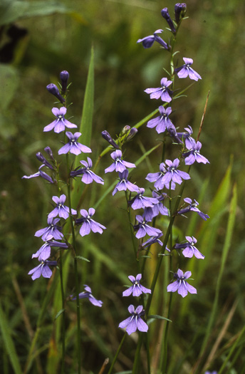 Lobelia batsonii, Streamhead Lobelia, Batson's Lobelia, Springhead Lobelia, Sandhills Lobelia