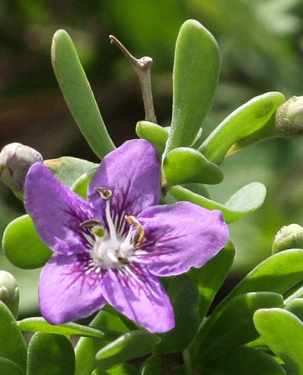 flower of Lycium carolinianum, Christmas-berry, Carolina Matrimony-vine