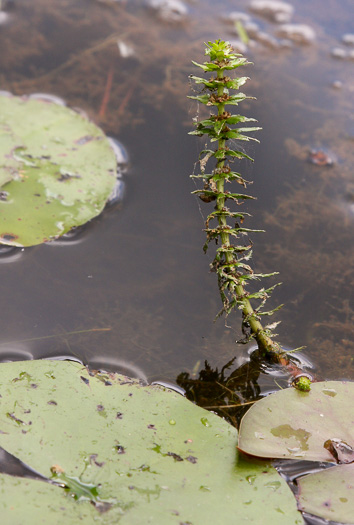 Myriophyllum heterophyllum, Southern Water-milfoil, Variable-leaf Water-milfoil