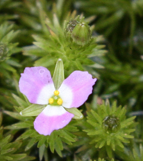 Mayaca fluviatilis, Stream Bogmoss