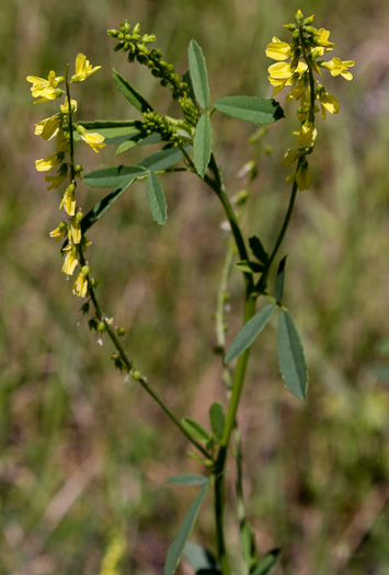 flower of Melilotus indicus, Small Melilot, Sourclover, Indian Sweetclover