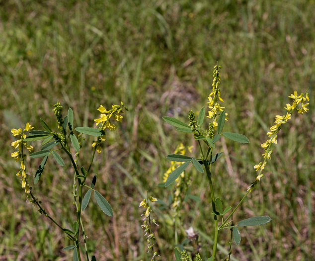 image of Melilotus indicus, Small Melilot, Sourclover, Indian Sweetclover