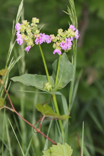 Mirabilis nyctaginea, Heart-leaved Umbrella-wort, Heartleaf Four-o’clock