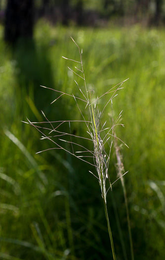 Muhlenbergia expansa, Savannah Hairgrass, Cut-over Muhly