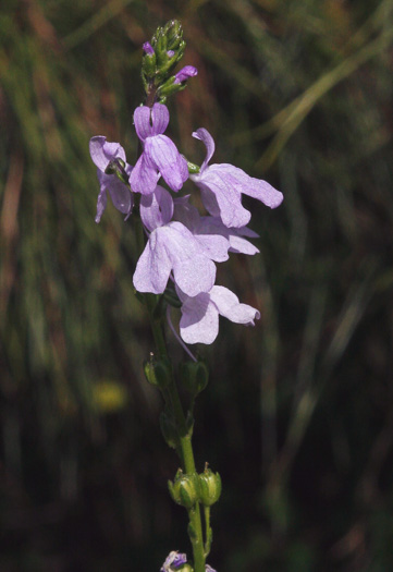 Linaria texana, Texas Toadflax