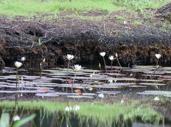 Nymphaea elegans, Tropical Blue Water-lily