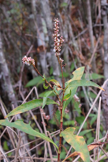 image of Persicaria densiflora, Dense-flower Smartweed