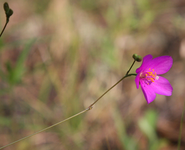 image of Phemeranthus piedmontanus, Piedmont Rock-pink, Piedmont Fameflower