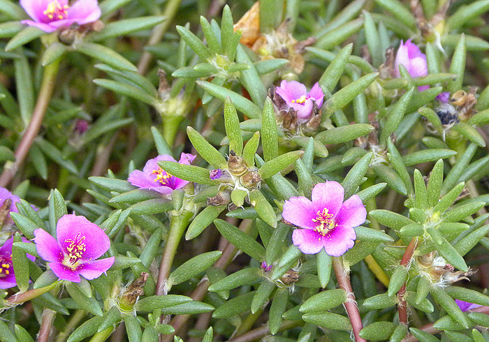 image of Portulaca pilosa, Hairy Purslane, Kiss-me-quick, Pink Purslane