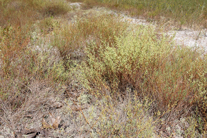 image of Polygonella polygama, Common October-flower