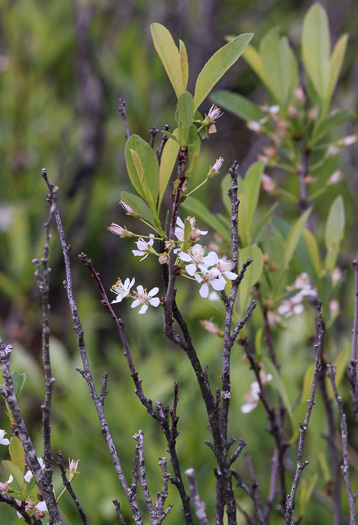 Prunus susquehanae, Susquehanna Cherry, Appalachian Sand Cherry, Appalachian Dwarf-cherry