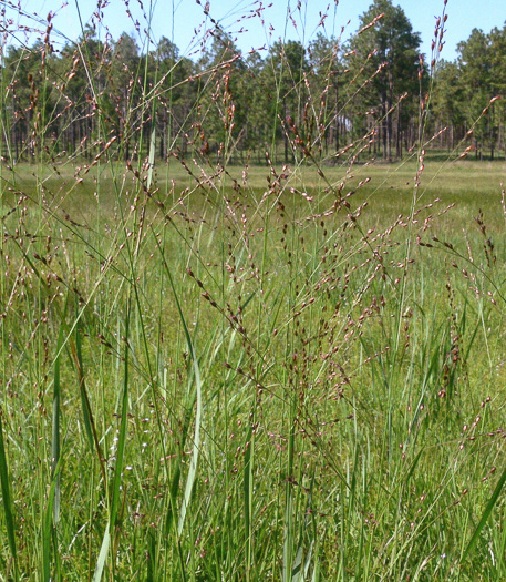 image of Panicum virgatum var. cubense, Blunt Switchgrass, Savanna Panicgrass, Blunt Panicgrass