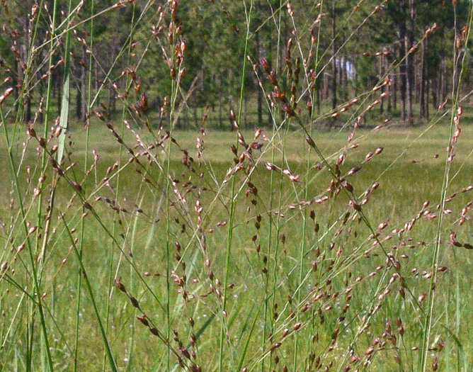 image of Panicum virgatum var. cubense, Blunt Switchgrass, Savanna Panic-grass, Blunt Panic Grass