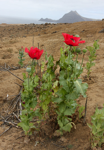 image of Papaver somniferum, Opium Poppy, Breadseed Poppy