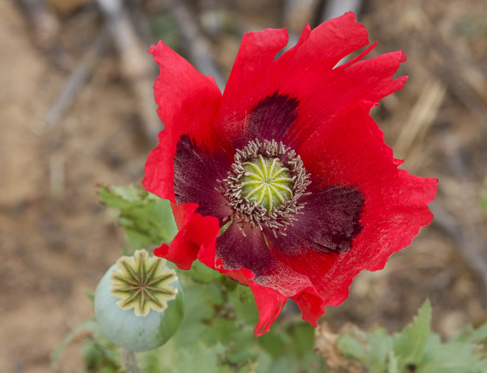 image of Papaver somniferum, Opium Poppy, Breadseed Poppy