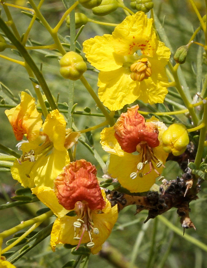 Parkinsonia aculeata, Jerusalem Thorn, Crown-of-Thorns, Horse-bean, Mexican Palo Verde