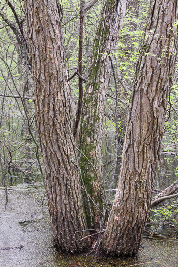 image of Planera aquatica, Planer-tree, Water-elm