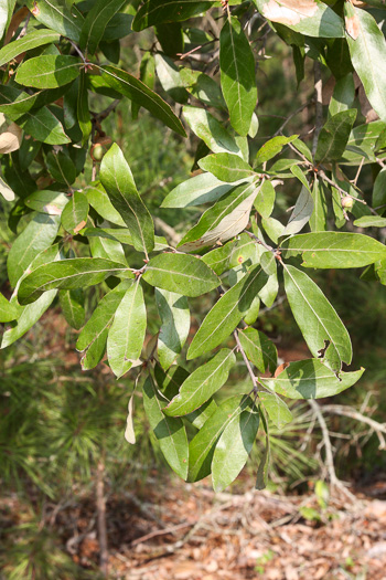 image of Quercus incana, Bluejack Oak