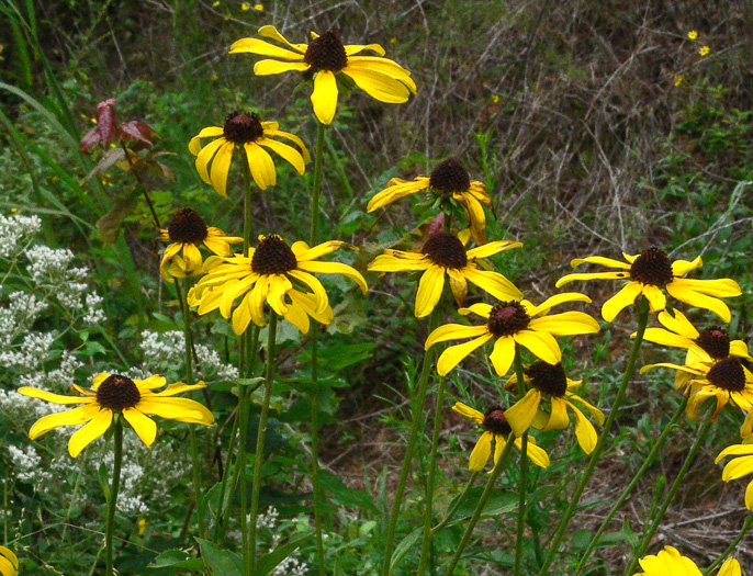 Rudbeckia heliopsidis, Sunfacing Coneflower, Pineywoods Coneflower