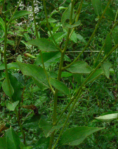 image of Rudbeckia heliopsidis, Sunfacing Coneflower, Pineywoods Coneflower