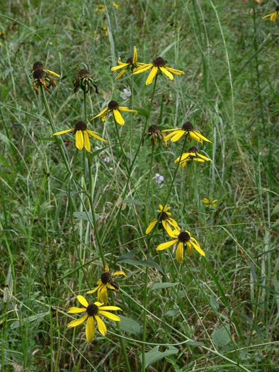 image of Rudbeckia heliopsidis, Sunfacing Coneflower, Pineywoods Coneflower