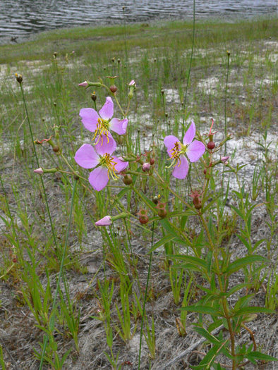 image of Rhexia ventricosa, Swollen Meadowbeauty