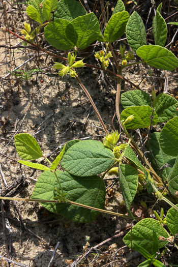 Rhynchosia difformis, Doubleform Snoutbean