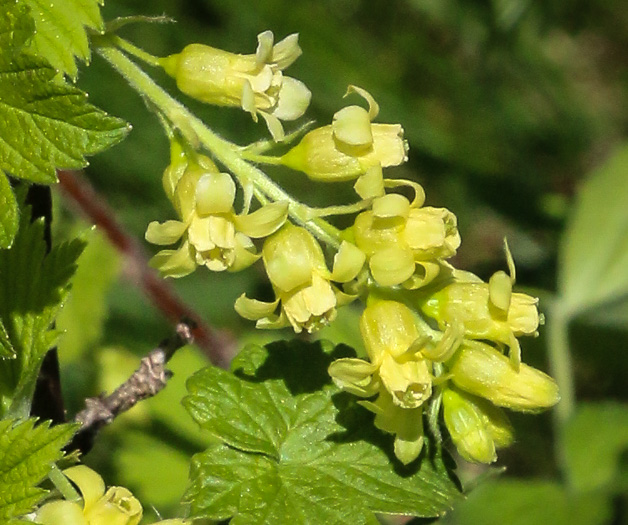 Ribes americanum, Wild Black Currant, American Black Currant