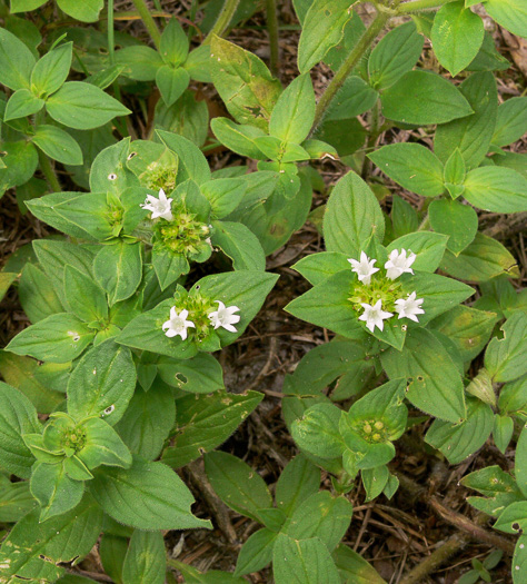 image of Richardia scabra, Rough Mexican-clover