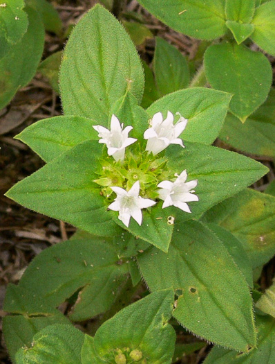 Richardia scabra, Rough Mexican-clover