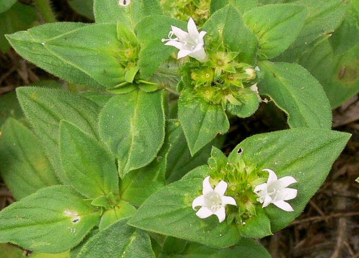 image of Richardia scabra, Rough Mexican-clover