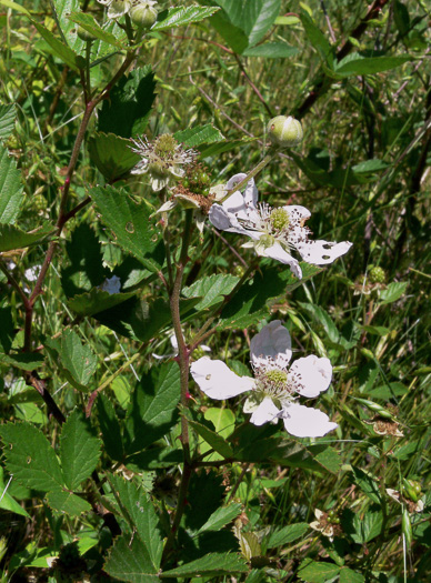 leaf or frond of Rubus cuneifolius, Sand Blackberry