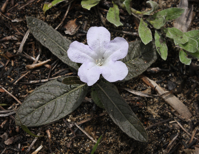 image of Ruellia ciliosa, Sandhills Wild-petunia, Dwarf Wild-petunia