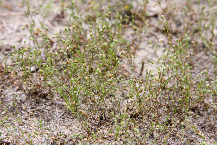 image of Sagina decumbens, Trailing Pearlwort, Eastern Pearlwort, Annual Pearlwort