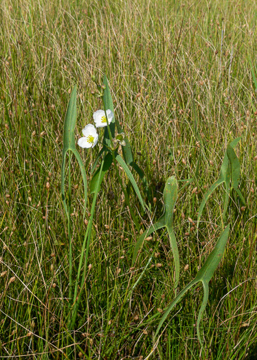 image of Sagittaria engelmanniana, Engelmann's Arrowhead, Blackwater Arrowhead