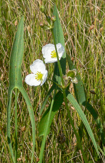 Sagittaria engelmanniana, Engelmann's Arrowhead, Blackwater Arrowhead