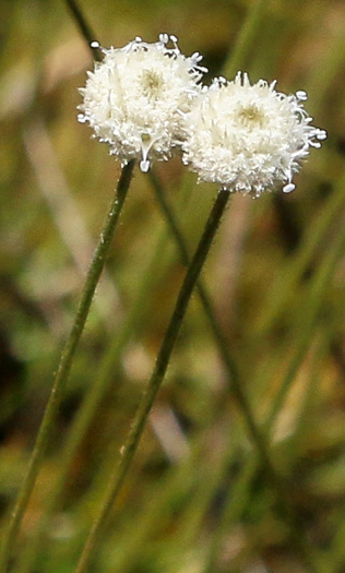 Syngonanthus flavidulus, Yellow Hatpins, Bantam-buttons