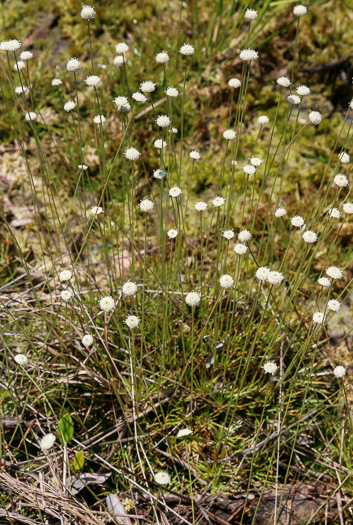 image of Syngonanthus flavidulus, Yellow Hatpins, Bantam-buttons