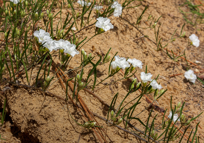 image of Stylisma pickeringii var. pickeringii, Pickering's Dawnflower