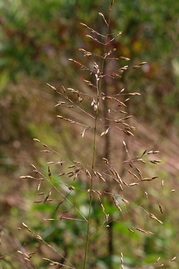 panicle