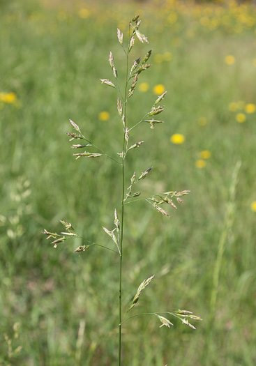 Lolium pratense, Meadow Fescue